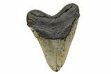 Huge, Fossil Megalodon Tooth - North Carolina #261047-2